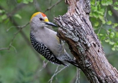Golden-fronted Woodpecker 2024-02-29