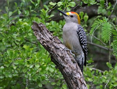 Golden-fronted Woodpecker 2024-02-29