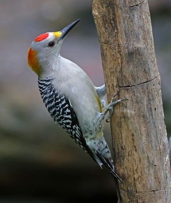Golden-fronted Woodpecker 2024-02-29