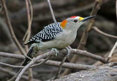 Golden-fronted Woodpecker 2024-02-29