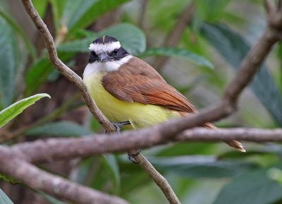 Great Kiskadee 2024-02-29