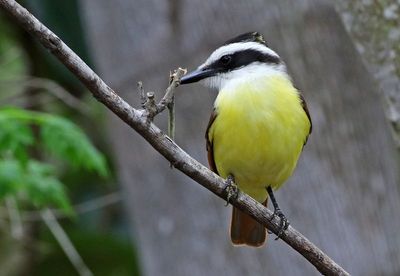 Great Kiskadee 2024-02-29