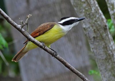 Great Kiskadee 2024-02-29