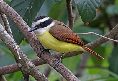 Great Kiskadee 2024-02-29