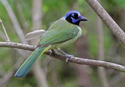 Green Jay 2024-02-29