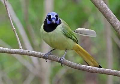 Green Jay 2024-02-29