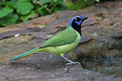 Green Jay 2024-02-29
