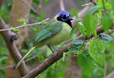 Green Jay 2024-02-29