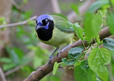 Green Jay 2024-02-29