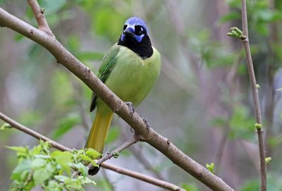 Green Jay 2024-02-29
