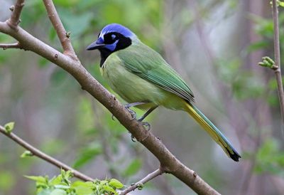 Green Jay 2024-02-29