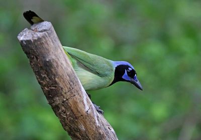 Green Jay 2024-02-29