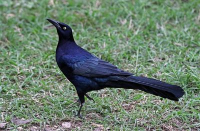 Great-tailed Grackle 2024-02-29