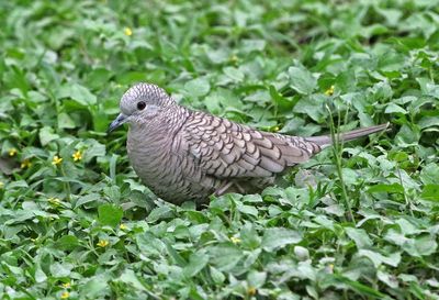 Inca Dove 2024-02-29