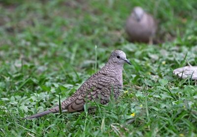 Inca Dove 2024-02-29
