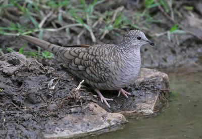 Inca Dove 2024-02-29