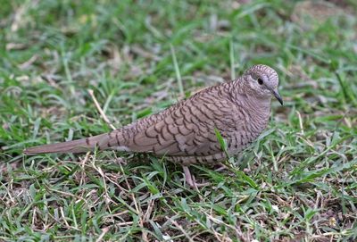 Inca Dove 2024-02-29