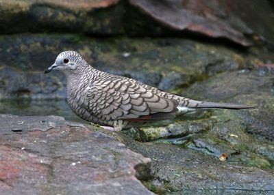 Inca Dove 2024-02-29