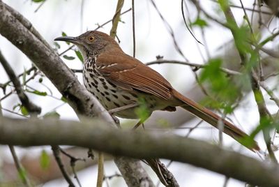 Long-billed Thrasher 2024-02-29