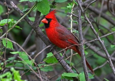 Northern Cardinal 2024-02-29
