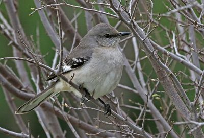 Northern Mockingbird 2024-02-29