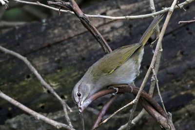 Olive Sparrow 2024-02-29
