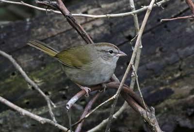 Olive Sparrow 2024-02-29