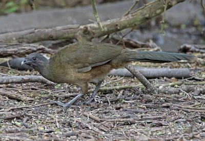 Plain Chachalaca 2024-02-29