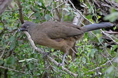 Plain Chachalaca 2024-02-29