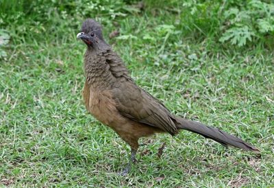 Plain Chachalaca 2024-02-29