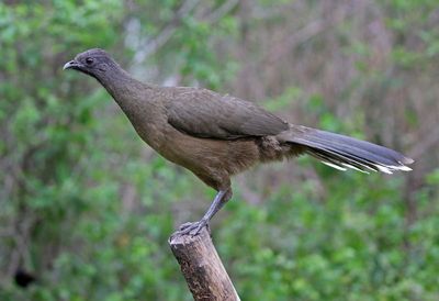 Plain Chachalaca 2024-02-29