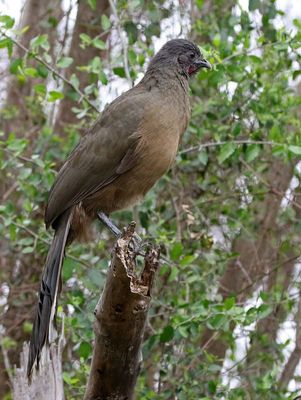 Plain Chachalaca 2024-02-29