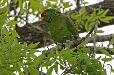 Red-crowned Parrot 2024-02-29