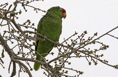 Red-crowned Parrot 2024-02-29