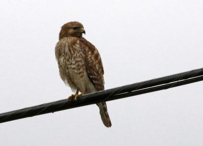 Red-shouldered Hawk 2024-02-29