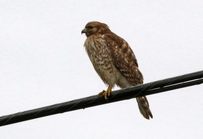 Red-shouldered Hawk 2024-02-29