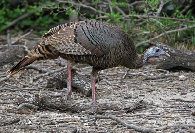 Wild Turkey 2024-02-29