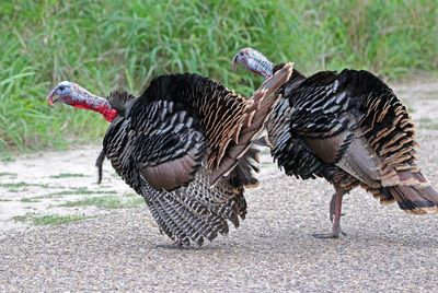 Wild Turkey 2024-02-29
