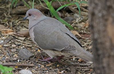 White-tipped Dove 2024-02-29