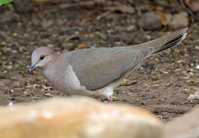 White-tipped Dove 2024-02-29