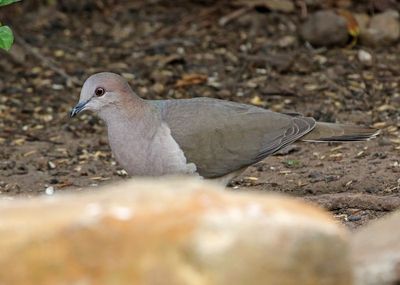 White-tipped Dove 2024-02-29
