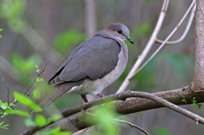 White-tipped Dove 2024-02-29