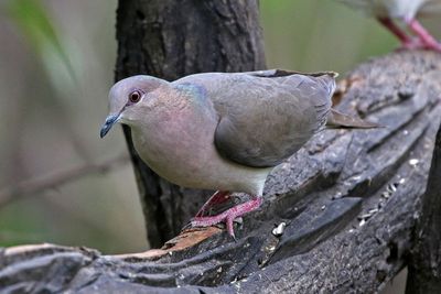 White-tipped Dove 2024-02-29