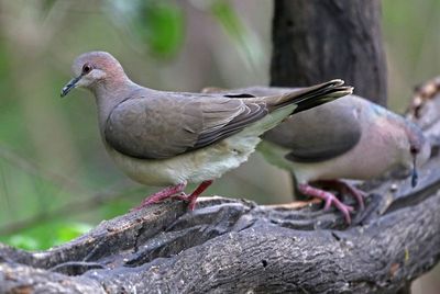 White-tipped Dove 2024-02-29
