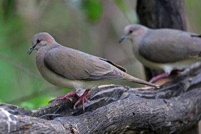 White-tipped Dove 2024-02-29