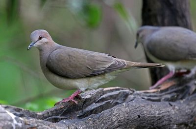 White-tipped Dove 2024-02-29
