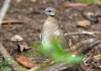 White-winged Dove 2024-02-29