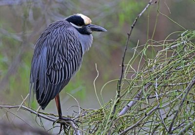 Yellow-crowned Night-Heron 2024-02-29