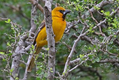 Altamira Oriole 2024-03-01