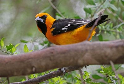 Altamira Oriole 2024-03-01